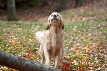 derpy golden retriever