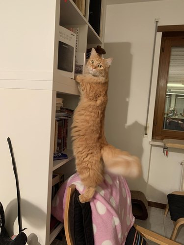 Ginger cat is standing and shelving books in specific order.