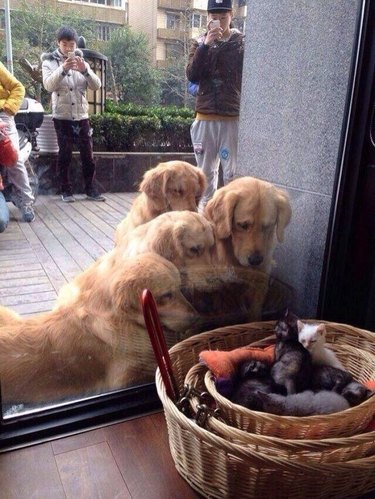 golden retrievers stare in window at small kittens
