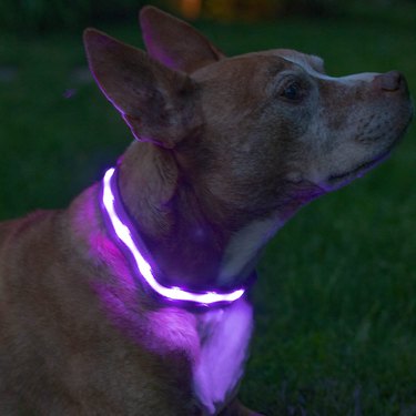 Older dog wearing a purple LED collar in low light.
