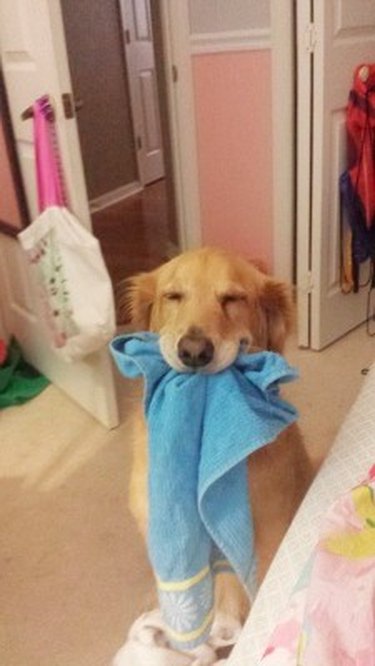 dog likes to carry around rags