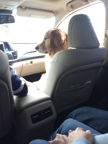 dog gets to sit in front seat of car