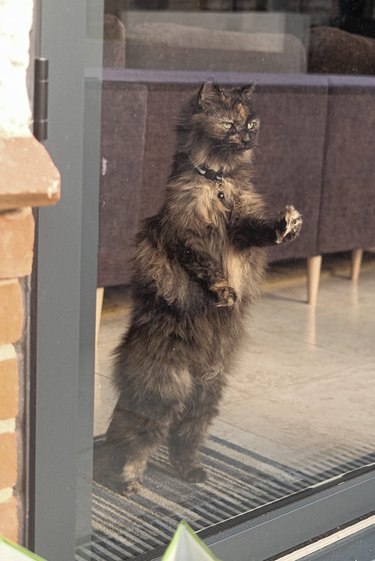 Cat standing on rear legs and looking through a window.