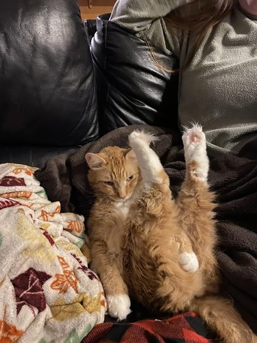 Ginger and white cat with floofy pants sitting on a black leather couch.