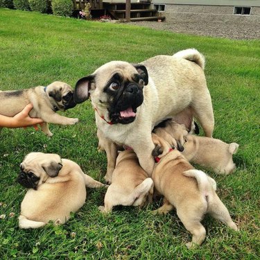 pug surrounded by puppies