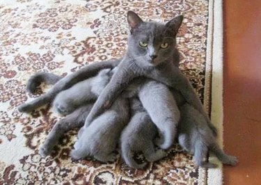 mom cat nursing kittens