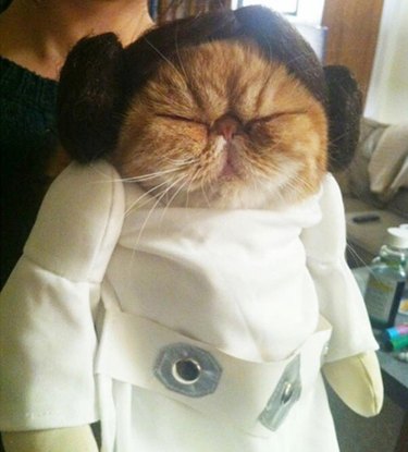 cat dressed as Princess Leia