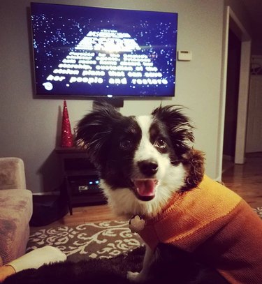 dog loves watching Star Wars