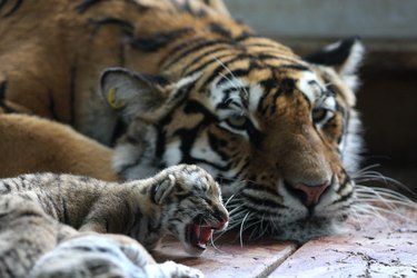tiger mom sleeping with cub