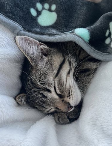 Tabby kitten sleeping under a paw print blanket.