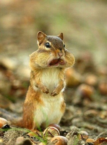 chipmunk with acorns in mouth