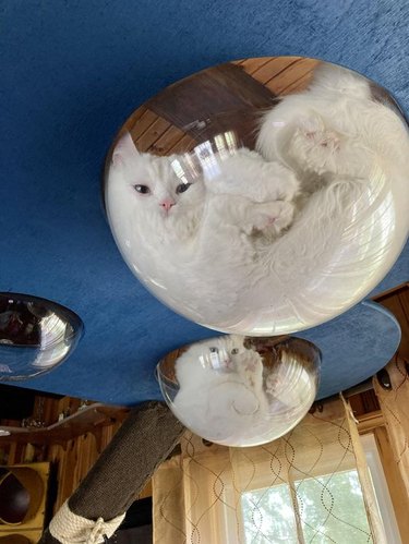 Two white cats sitting in glass bowls that are elevated.