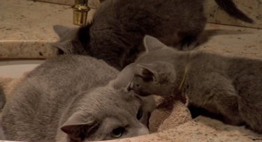 kittens join their cat dad in the sink