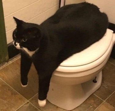Tuxedo cat sitting on toilet seat with their front legs dangling towards the floor and looks ahead.
