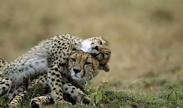 cheetah cub lays on mother