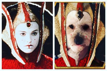 dog dressed as Princess Amidala from Star Wars