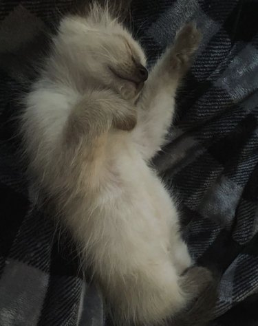 Ragdoll-Siamese kitten sleeping wiith their paw in the air first night in their new home.