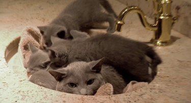 kittens join their cat dad in the sink