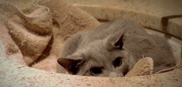 kittens join their cat dad in the sink