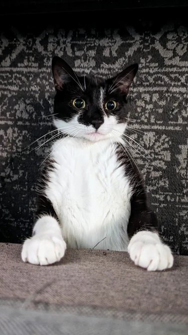 Alert tuxedo cat sitting up straight with their front paws in front of them.