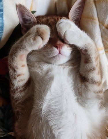 Ginger and white kitten sleeping with their paws over their eyes.