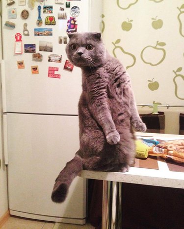 cat standing up on hind legs