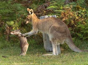 kangaroo mom scolds joey
