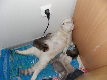 exhausted mom cat falls asleep in tight corner