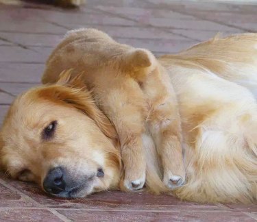 puppy sleeps on top of dog mom