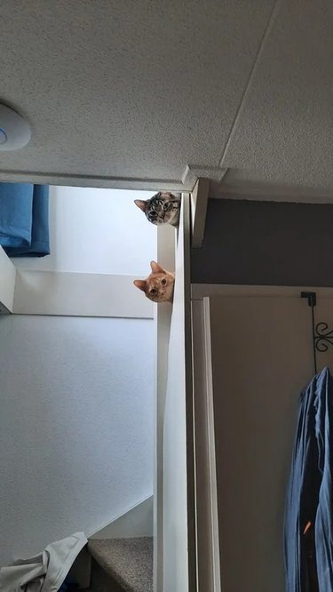 Two cats staring down from a staircase at the camera.