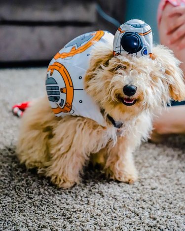 dog dressed as BB-8