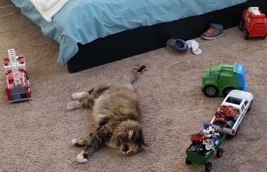 sleeping cat surrounded by children's toys
