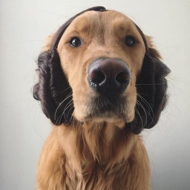 dog dressed as Princess Leia