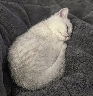 White kitten curled up and sleeping cozily on a gray blanket.