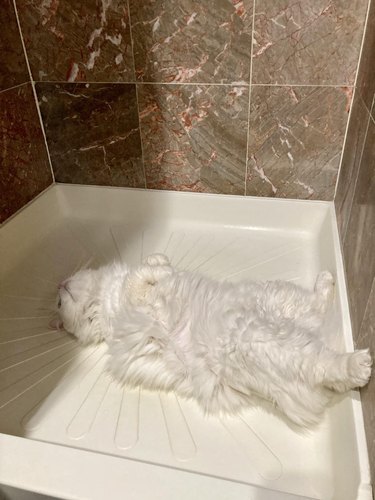 White cat sleeping in shower.
