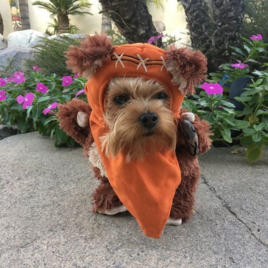 dog dressed as ewok
