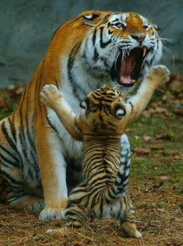 tiger roaring at needy tiger cub