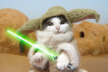 cat dressed as Yoda