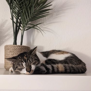 Tri color kitten sleeping by a houseplant in a rope planter.