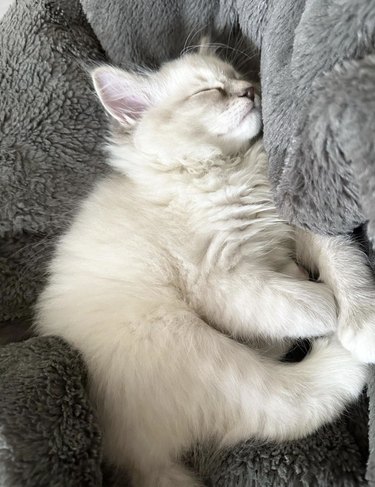 Small white kitten sleeping cozily in a fuzzy gray blanket.