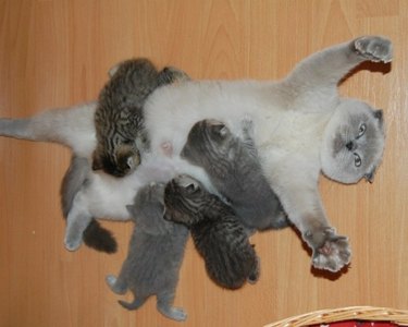 kittens pile onto mom