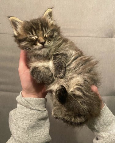 A Maine coon kitten sleeping in their pet parent's hands.