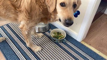 Golden Retriever looking unimpressed with salad in dog food bowl