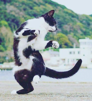 cat does a dance