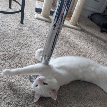 cat dances around pole
