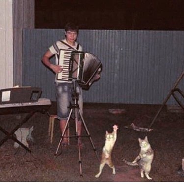 cats dance to accordion