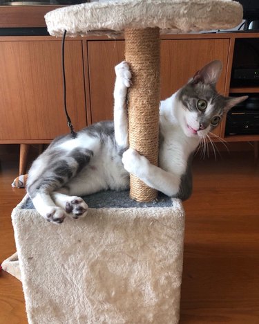 cat dances on cat tower