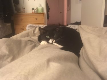 cat sleeping on bed