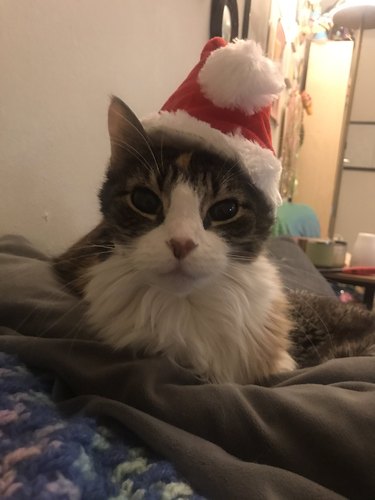 cat wearing santa hat