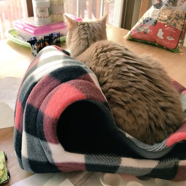 cat smushes cat bed